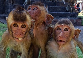 Monkey See Monkey Do