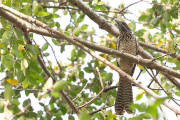 Fototapeta na wymiar Female or immature Asian Koel (Eudynamys scolopaceus) perching on a branch in the park.