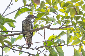 Immature Asian Glossy Starling (Aplonis panayensis) perching on a branch in the park.