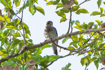 Immature Asian Glossy Starling (Aplonis panayensis) perching on a branch in the park.