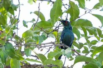 Male Asian Glossy Starling (Aplonis panayensis) perching on a branch in the park.