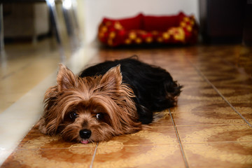 Yorkshire Terrier lying on the floor, national animal day,  world animal day, animal adoption day, san francisco de assis day, adopt pet