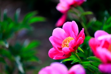 Fototapeta premium 꽃이 아름다운 풍경