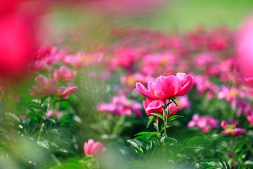 꽃이 아름다운 풍경