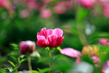 꽃이 아름다운 풍경