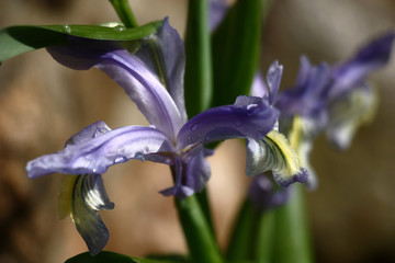Gentle blue with yellow juno flowers on green stalks with green leaves. On petals and leaves there...