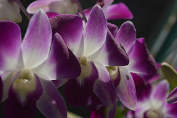 Colorful flowers in the garden