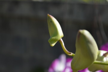 Obraz premium Colorful flowers in the garden