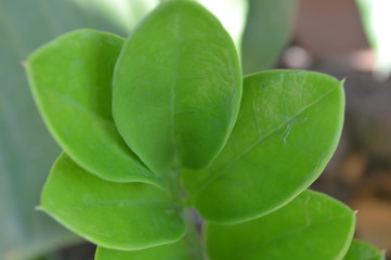 Beautiful ornamental surface in the garden