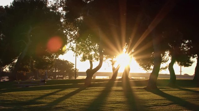 Sun flares through park trees