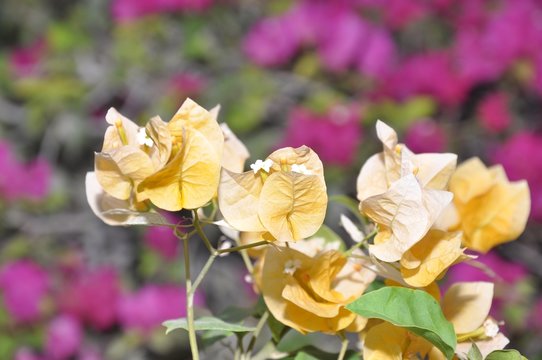 flower dubai mamzar park