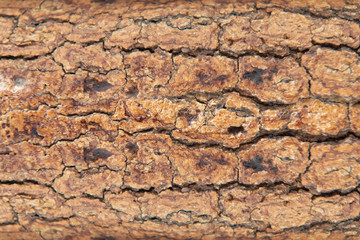 Natural wooden background. Wood texture. Wood texture for design and decoration.