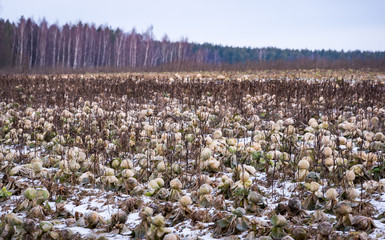 Winter agricultural field with a little snow