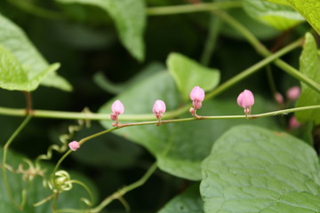 pink flower in green background