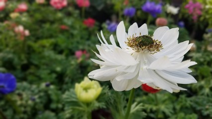 Obraz premium white flowers in garden