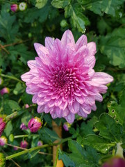 pink flower in the garden