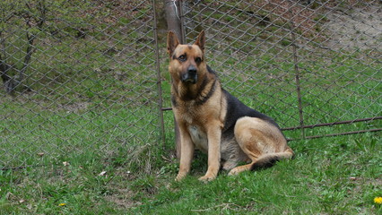 dog in park