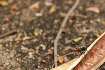home flies mating
