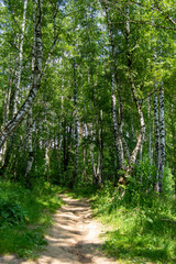 Path in the summer forest among the green trees. Natural background