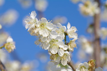white flowers cherry tree blossom in spring