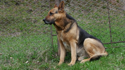 dog on grass.dog in the park	