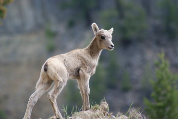 yound big horn at the cliff