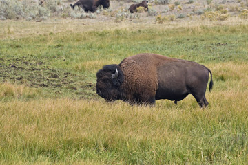 Buffalo in the grasslands