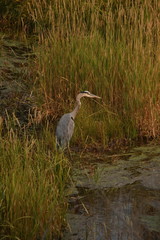 a great blur heron in a wetlands