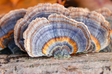 Close up of a blue and orange turkey tail mushroom (Trametes versicolor)