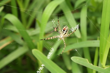 spider and baby waiting for their kill