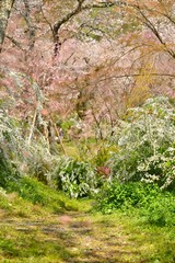 ユキヤナギと枝垂れ桜が咲く小道です
