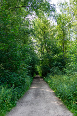 Path in the summer forest among the green trees. Natural background