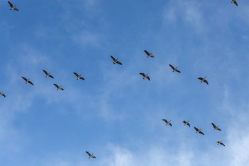 flock of snow geese 