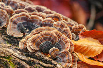 Brown and orange turkey tail mushrooms growing on a log (Trametes versicolor)