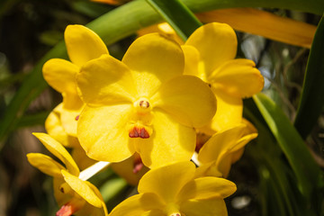 Beautiful yellow orchid named Vanda family within the flower garden in Ratchaburi Province of Thailand