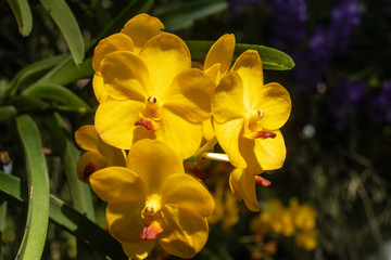Fototapeta na wymiar Beautiful yellow orchid named Vanda family within the flower garden in Ratchaburi Province of Thailand
