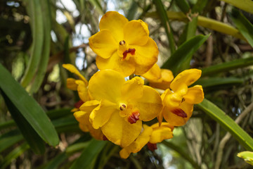Fototapeta na wymiar Beautiful yellow orchid named Vanda family within the flower garden in Ratchaburi Province of Thailand