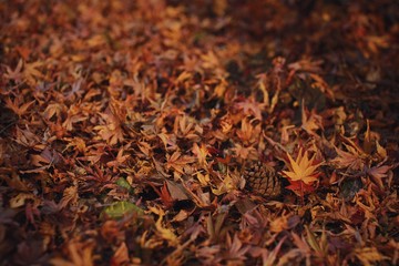 落ち葉の中にある紅葉とまつぼっくり