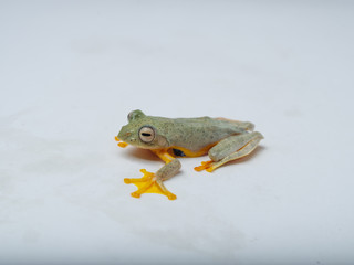 Rhacophorus bipunctatus (Double-spotted Red-webbed Tree Frog, Double-spotted Treefrog, Himalaya Flying Frog, Orange-webbed Tree Frog, Twin-spotted Bushfrog, Twin-spotted Tree Frog)