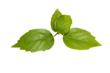 green leaf isolated on white background
