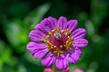 Obraz premium spider on flower 