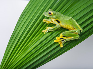 Phongsaly tree frog (Rhacophorus kio)
