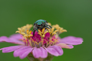 Japanese beetle on flower 