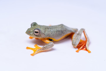 Rhacophorus bipunctatus (Double-spotted Red-webbed Tree Frog, Double-spotted Treefrog, Himalaya Flying Frog, Orange-webbed Tree Frog, Twin-spotted Bushfrog, Twin-spotted Tree Frog)