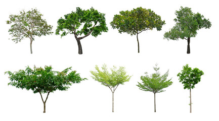 Set of green leaves trees collection isolated on white background, die cut with clipping path