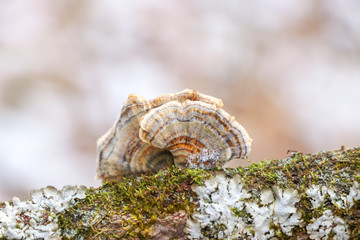 Turkey tail (Trametes versicolor) mushroom growing on a snowy branch
