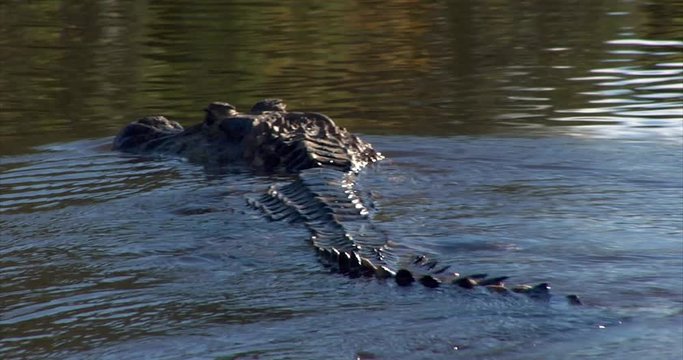 Black Caiman, Brazil:  The River of the Dead, Xingu River, the Pantanal, Mato Grosso, Amazon Rainforest, Amazon River, Northern Brazil, Brazil