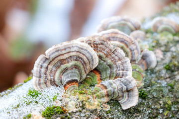 Turkey tail (Trametes versicolor) mushroom growing on a snowy branch