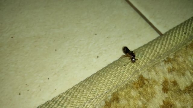 the view of a laron walking on a white carpet where the laron does not have wings so it cannot be felled