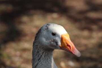 Closeup of a Goose